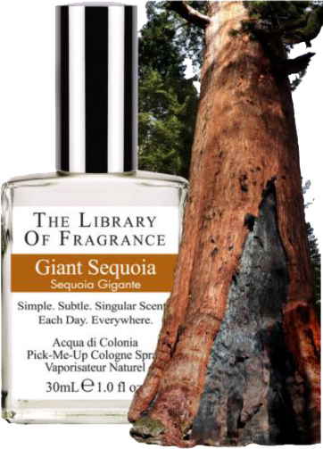Library of Fragrance Giant Sequoia ohne Hintergrund