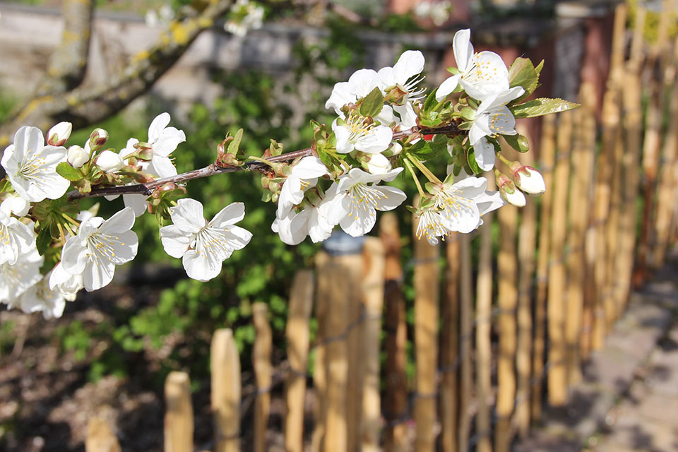 Blume mit Staketenzaun im Hintergrund