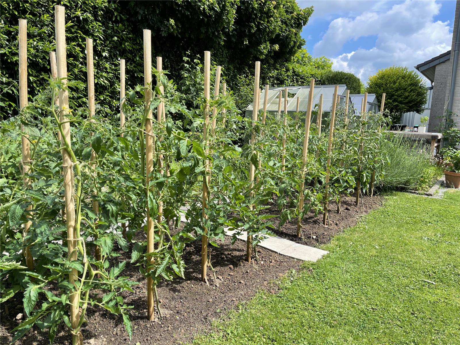12 Pflanzstäbe, Tomatenstäbe, Rankstäbe aus Robinienholz