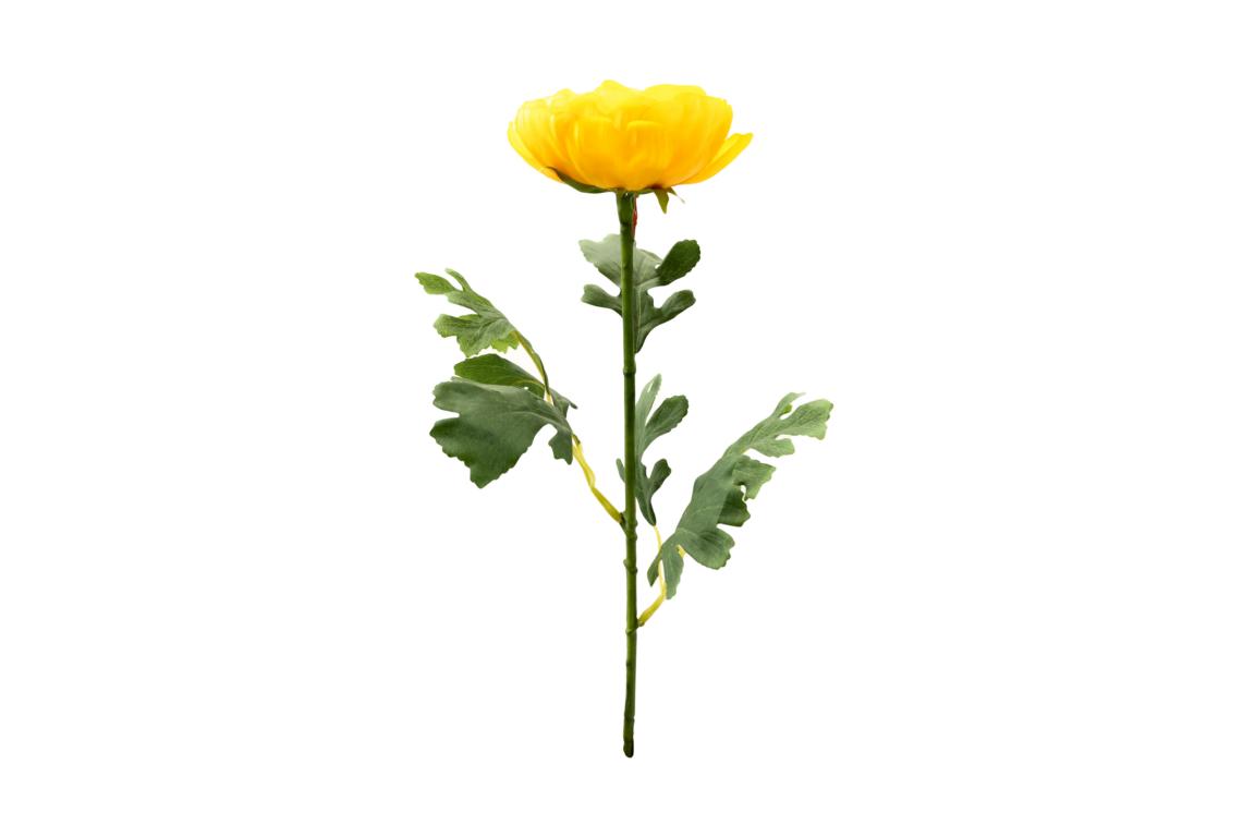 Ranunkel gelb, aufgeblüht (große Blüte), L68 cm