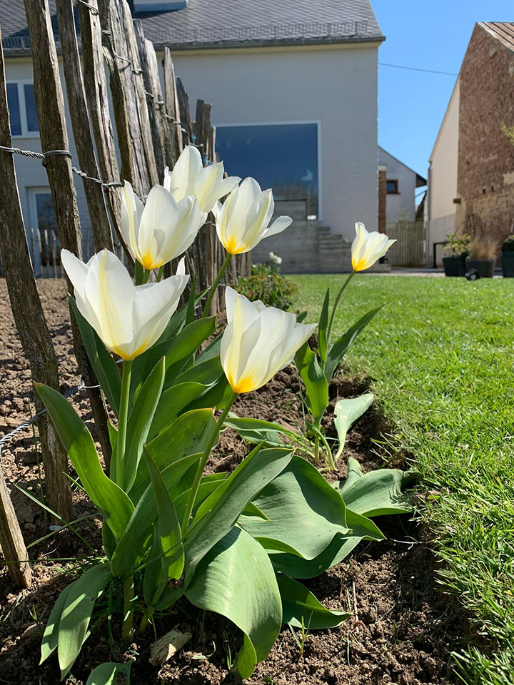0812-1108 weiße Tulpe vor Staketenzaun