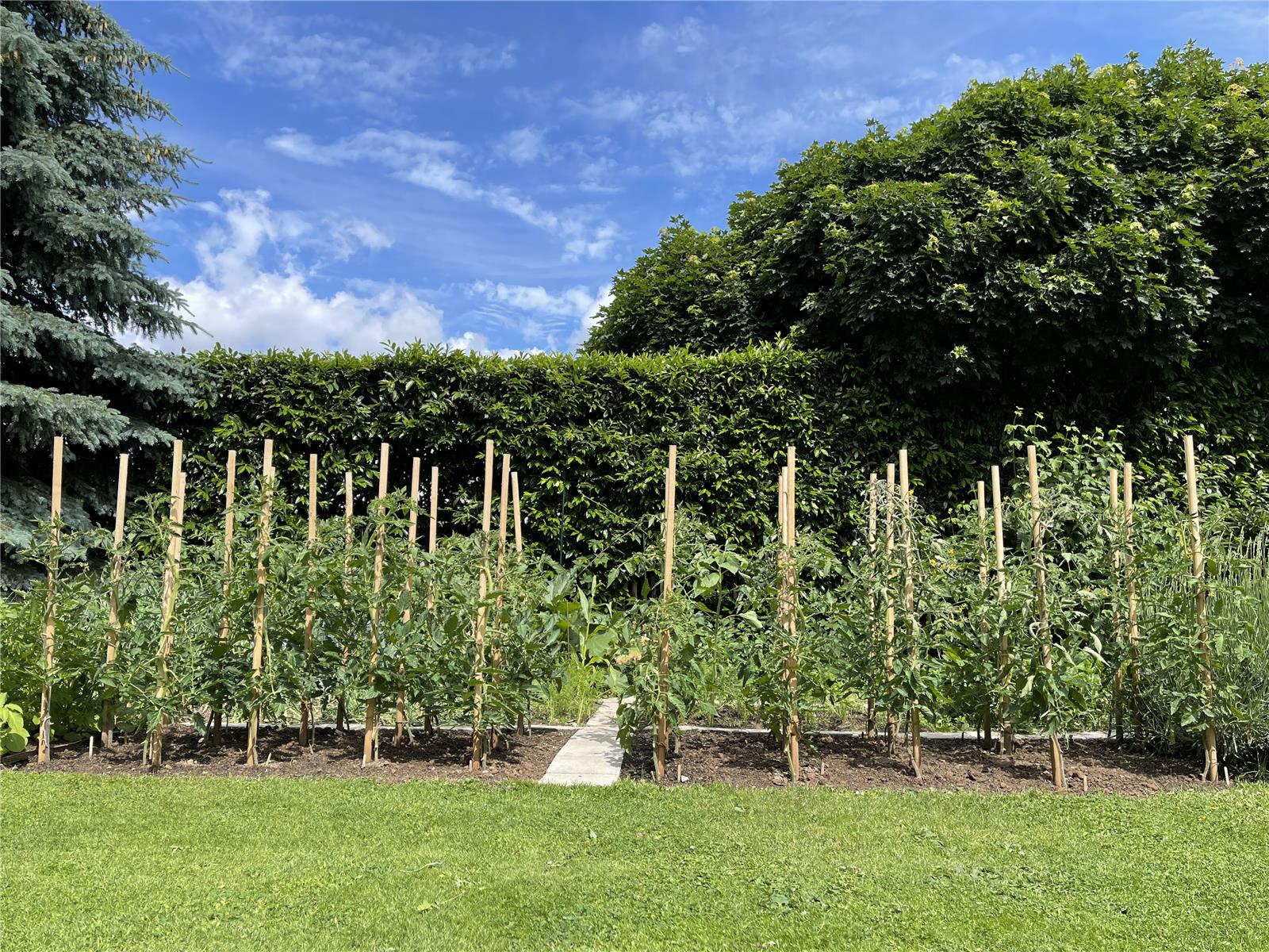 12 Pflanzstäbe, Tomatenstäbe, Rankstäbe aus Robinienholz 150 cm, Durchmesser 3 cm