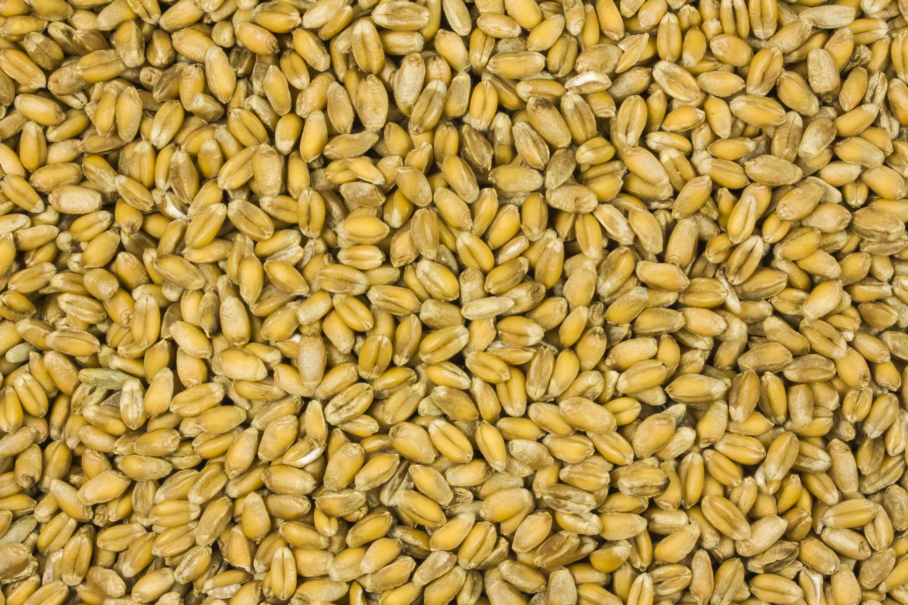 Weizen bio