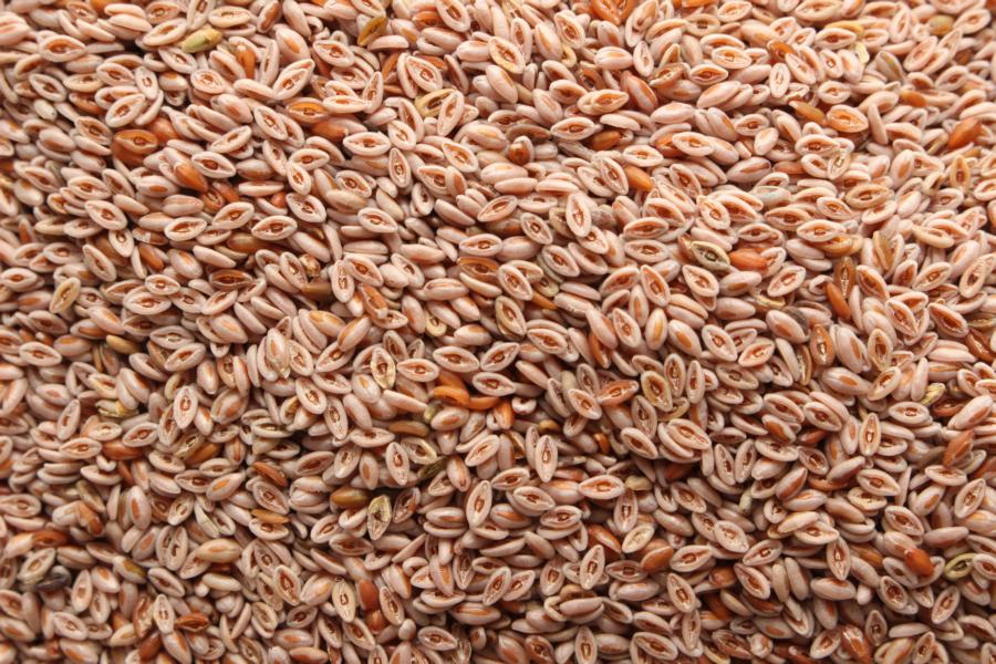 Flohsamen hell bio 6x500g (Indien)
