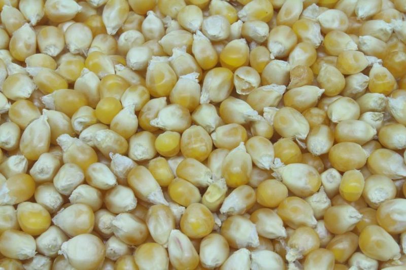 Popcornmais bio