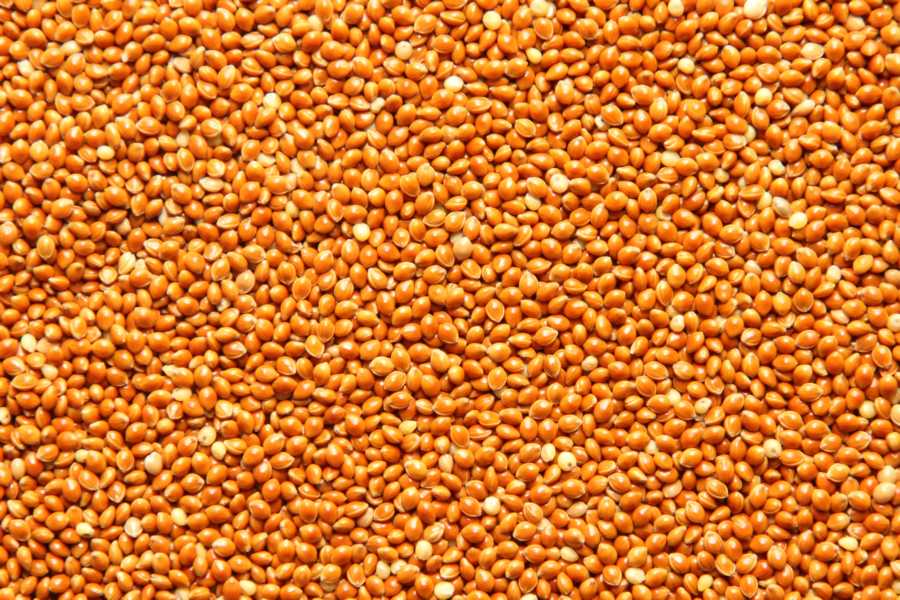 Braunhirse bio