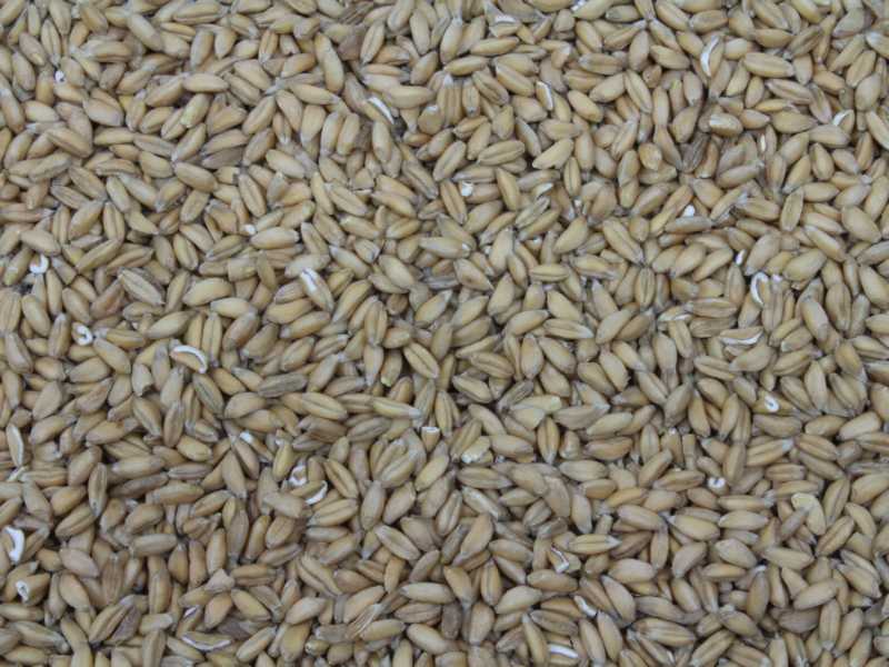 Emmer bio 25kg