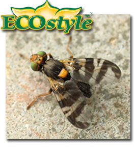 Ecostyle feromoonval tegen kersenvlieg