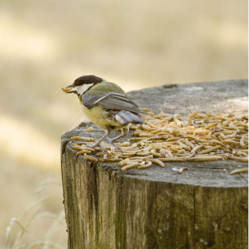 Hoogwaardig vogelvoer met gedroogde meelwormen, rijk aan eiwitten, ideaal voor tuinvogels en kweekvogels.