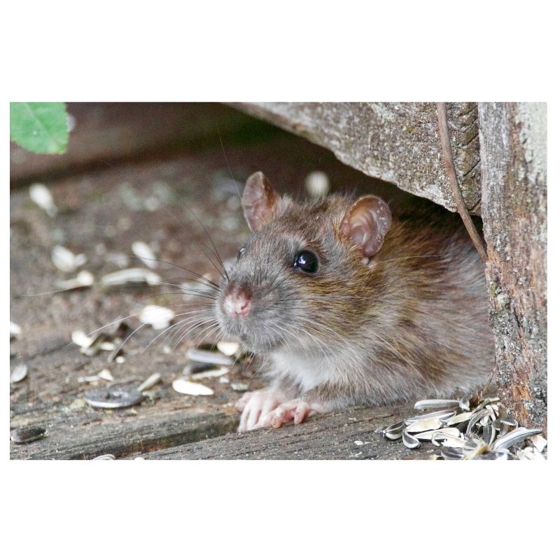 Ecostyle Mouse & Rat Stop Staalgaas (60x15cm): Roestvrij en flexibel staalgaas voor het afdichten van kieren en openingen tegen muizen en ratten.