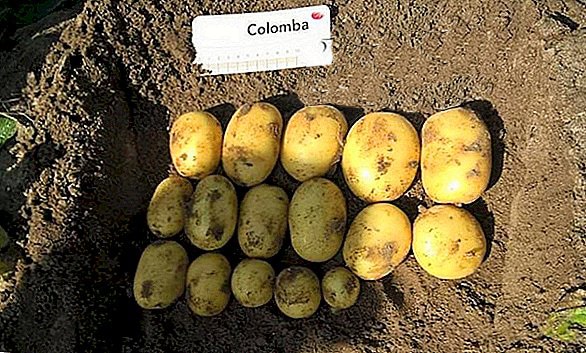 Pootaardappelen Colomba 1,5kg