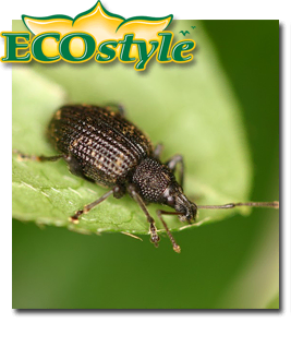 Ecostyle Aaltjes tegen larven in groendak / sedumdak 10m²