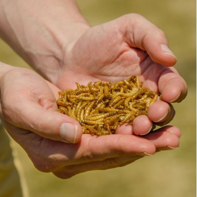 Goedgekeurd door Natuurpunt & Vogelbescherming: gedroogde meelwormen (50g) voor het hele jaar door.