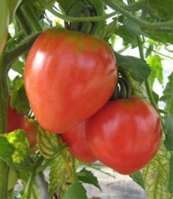 Vilmorin Tomatenzaden Coeur De Boeuf 1g
