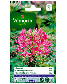 Bloemzaden Cleome kattesnor Roze 2g