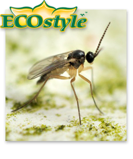 Ecostyle Aaltjes tegen varenrouwmug larven - biologische bestrijding 50m²