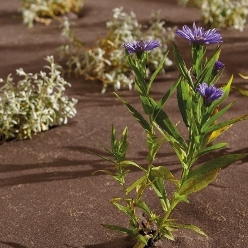 Biologisch afbreekbaar geotextiel van BioWeedtex, verkocht per vierkante meter, voorkomt onkruidgroei en erosie.