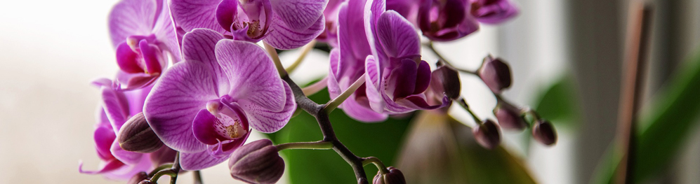 Orchidee verzorging: tips van onze groenexperten!