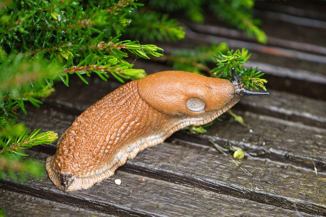 Bescherm uw planten tegen slakkenvraat! Ontdek effectieve slakkenbestrijdingsmiddelen bij Online-tuincentrum.be