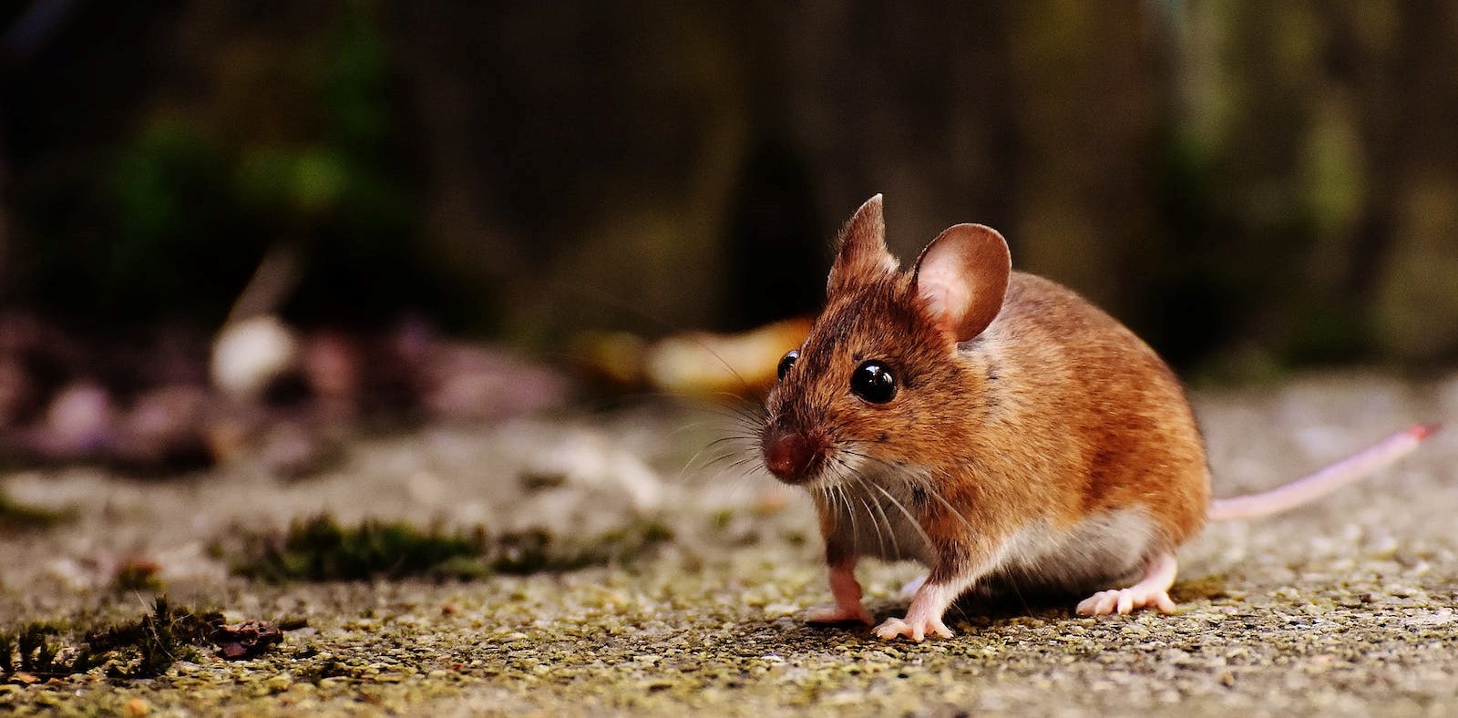 Wat is het beste gif tegen muizen