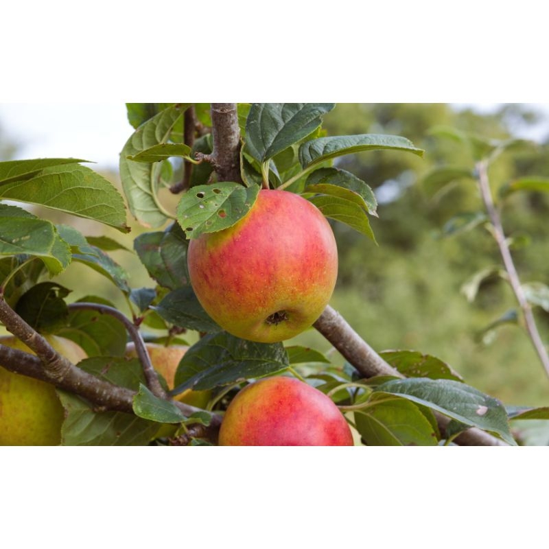 Biologische bestrijding van fruitmot: DCM Madex Garden Naturapy doodt rupsen met een natuurlijk virus, zonder schade aan andere insecten.