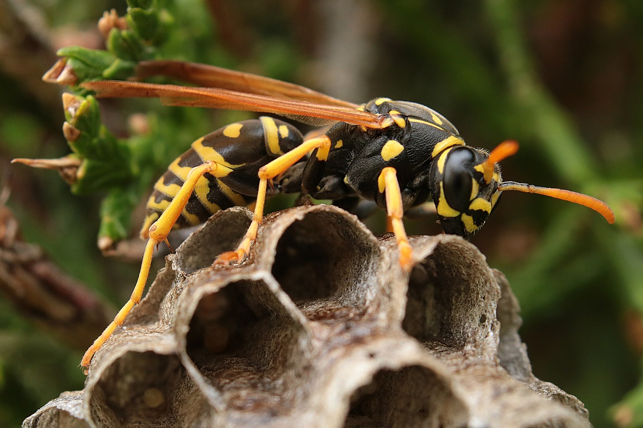 Hoornaars, wespen en wespennesten bestrijden
