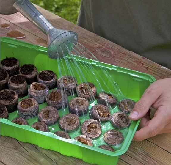 Turftabletten worden bewaterd in een groene kweekbak, klaar voor het zaaien of verspenen van jonge plantjes.