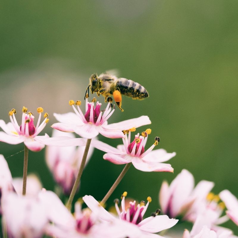 Zak met nectarrijke bloemenmengsel voor het aantrekken van bijen en vlinders naar de tuin.