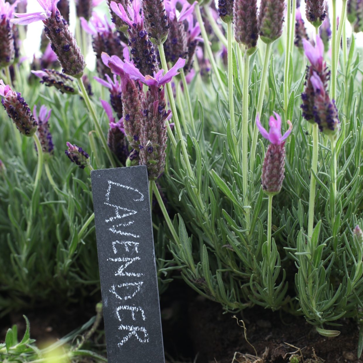 Een close-up van een bloeiende lavendelplant met een leistenen label waarop "LAVENDER" staat geschreven.