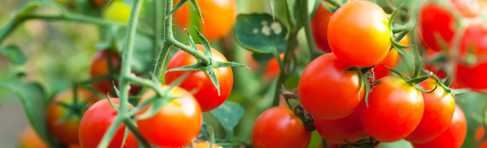 Hoe tomaten kweken? Tips voor een optimale oogst