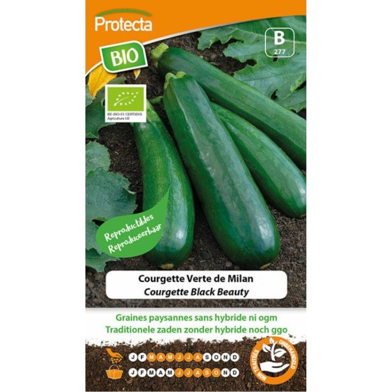 Donkergroene courgettes van het ras Black Beauty, gekweekt uit biologische, zaadvaste zaden.