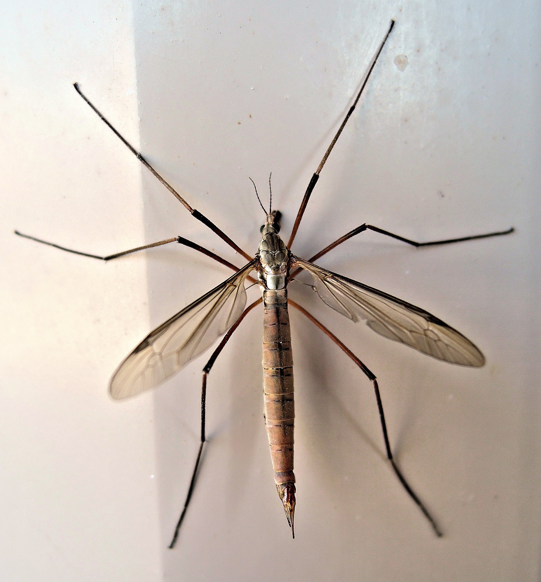  Close-up van een langpootmug (Tipula)