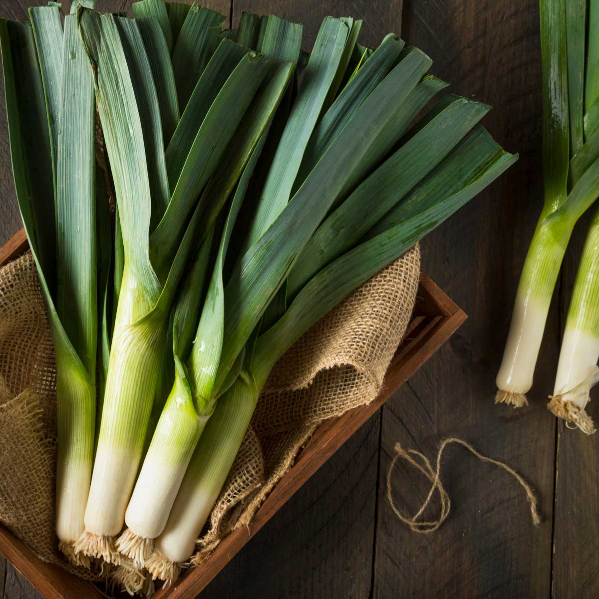 Lauch Wintergemüse Ratgeber