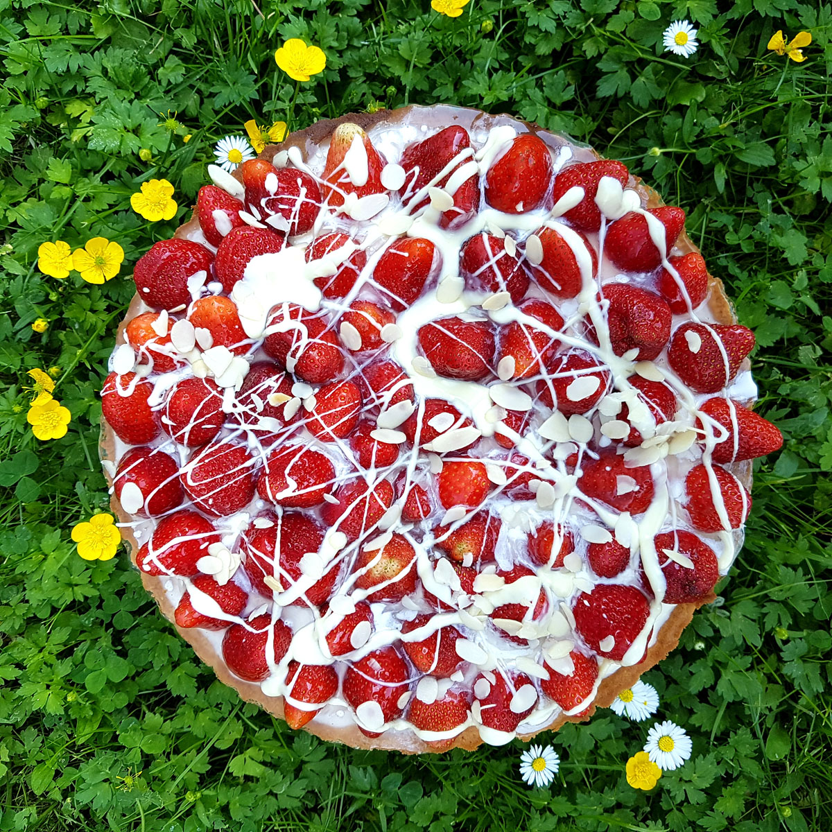 Frisch gepflückte, leuchtend rote Erdbeeren liegen als fruchtiger Belag für eine cremige Panna Cotta-Tarte. Zubereitet mit der Lurch Quiche Backform und einem Schneebesen.