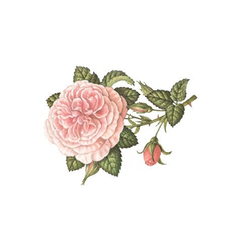 ROSE Parfum
