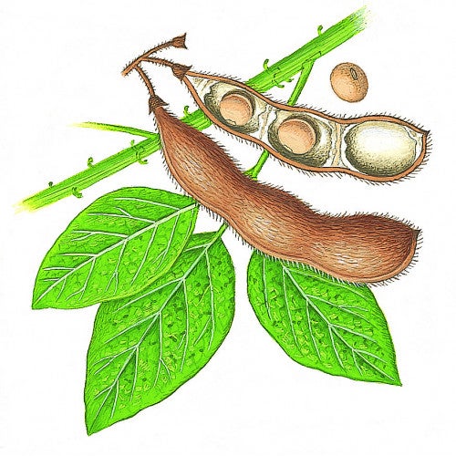 Après-shampooing HIRSE ET SOJA