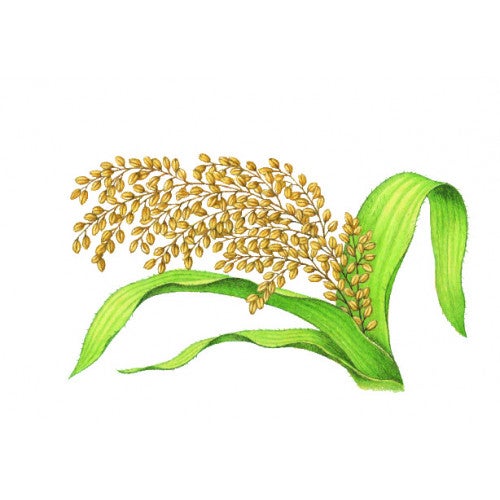 Après-shampooing HIRSE ET SOJA