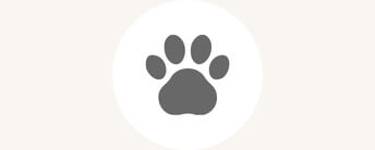 candiles-icon-mobil-tiere