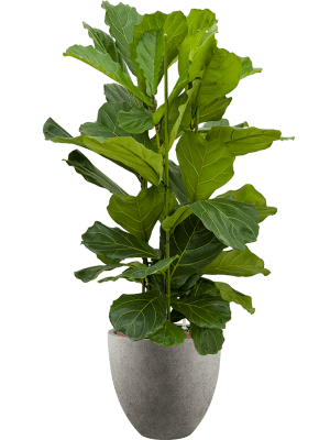 Ficus lyrata in Grigio (136) inkl. Gefäß