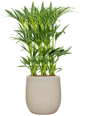 Kentia (Howea) forsteriana in Baq Raindrop (125) inkl. Gefäß