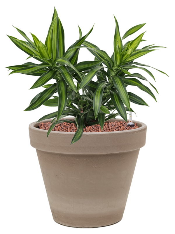 Pleomele (Dracaena) reflexa 'Song of Jamaica' in Terra Cotta (41) inkl. Gefäß
