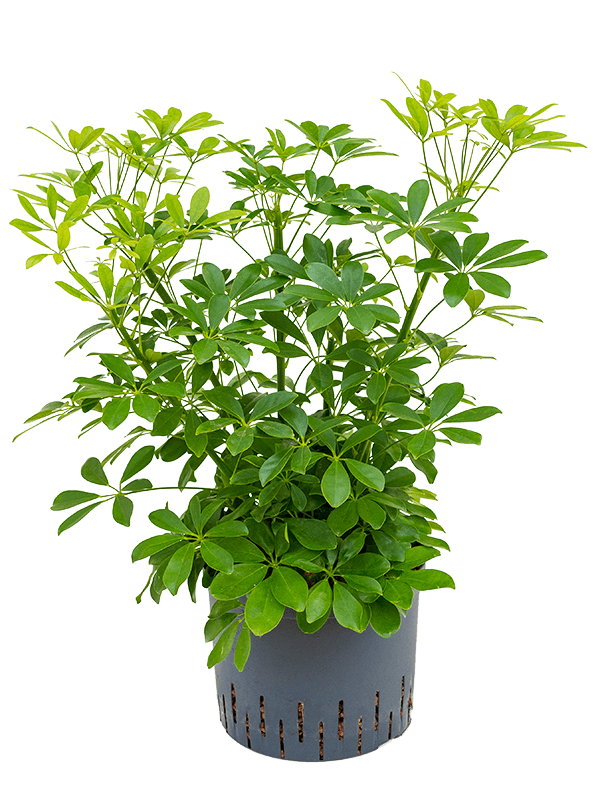 Schefflera arboricola 'Compacta' (Hydro 70)