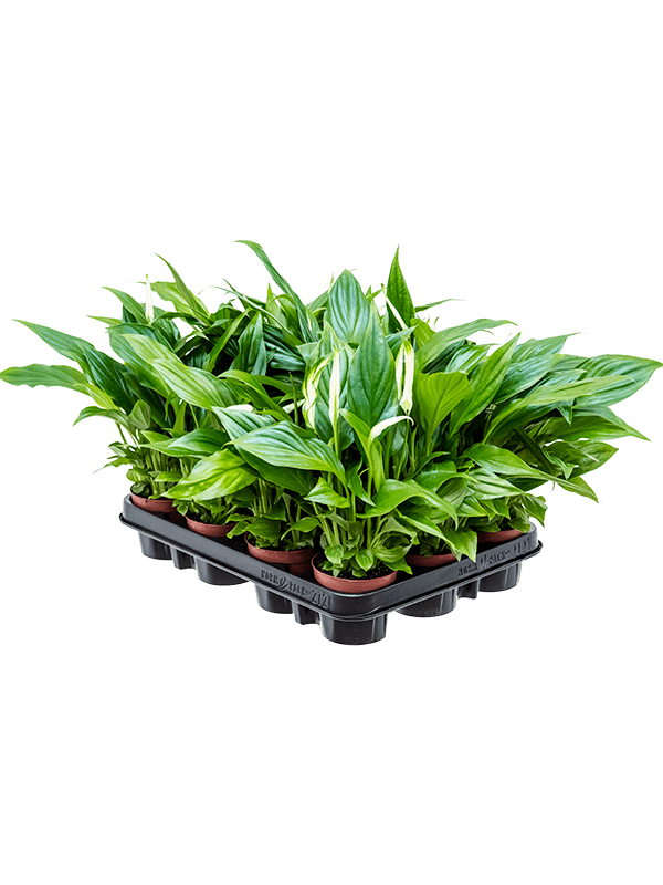 Spathiphyllum 'Pearl Cupido' 12/tray (Erde 35)