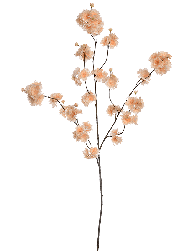Blossom (115)