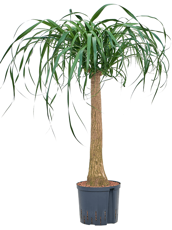 Beaucarnea recurvata (Hydro 95)
