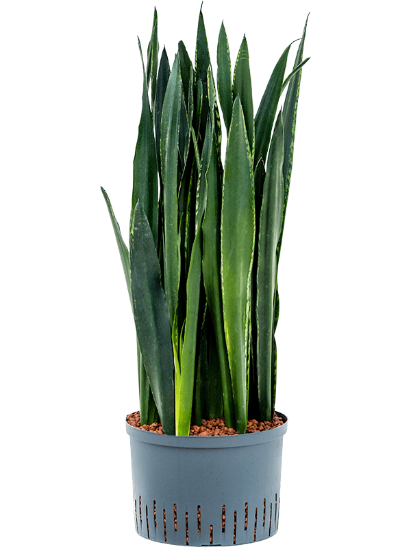 Sansevieria trifasciata 'Black Tiger' (Hydro 90)