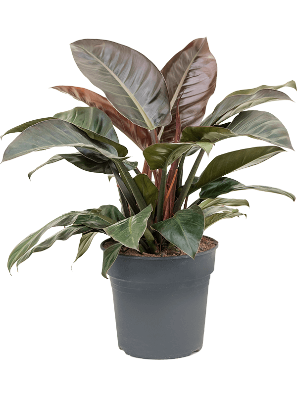 Philodendron `Imperial Red' (Erde 70)
