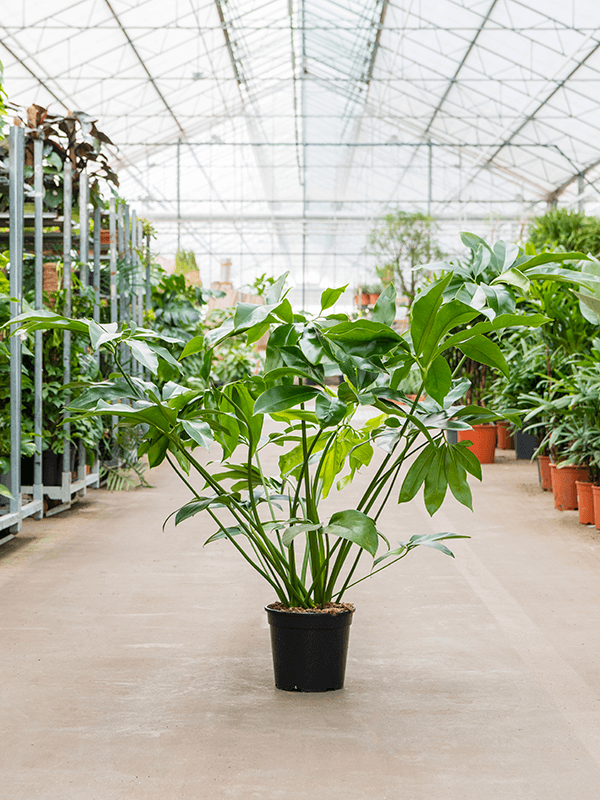 Philodendron 'Green Wonder' (Erde 85)