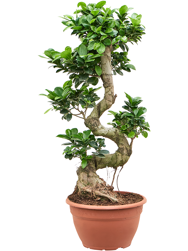 Ficus microcarpa 'Compacta' (Erde 70)