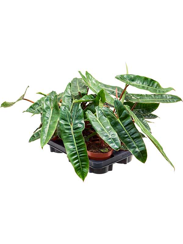 Philodendron 'Billietiae' 6/tray (Erde 25)